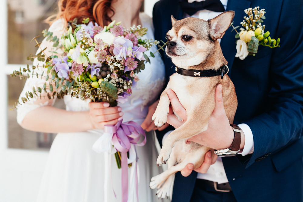 愛犬も結婚式に参加できる!ペットのおすすめ結婚式演出特集のアイキャッチ