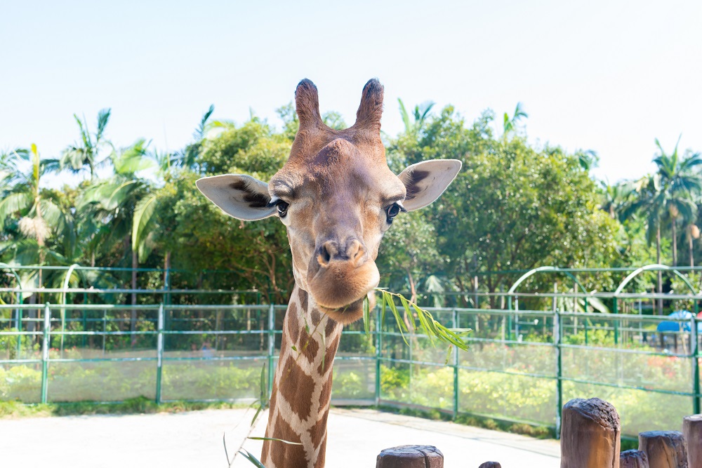休園中の動物や魚に自宅で会える、オンライン動物園&水族館って?のアイキャッチ