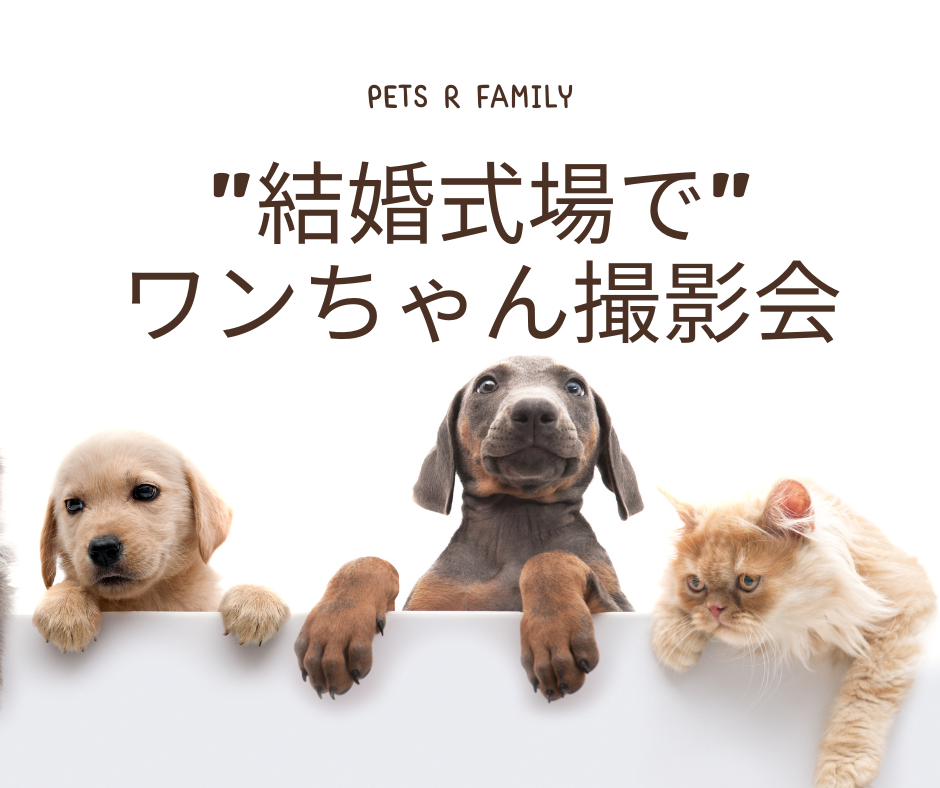 10月10日(火)【大阪】結婚式場でカメラマンによるワンちゃん撮影会開催!のアイキャッチ