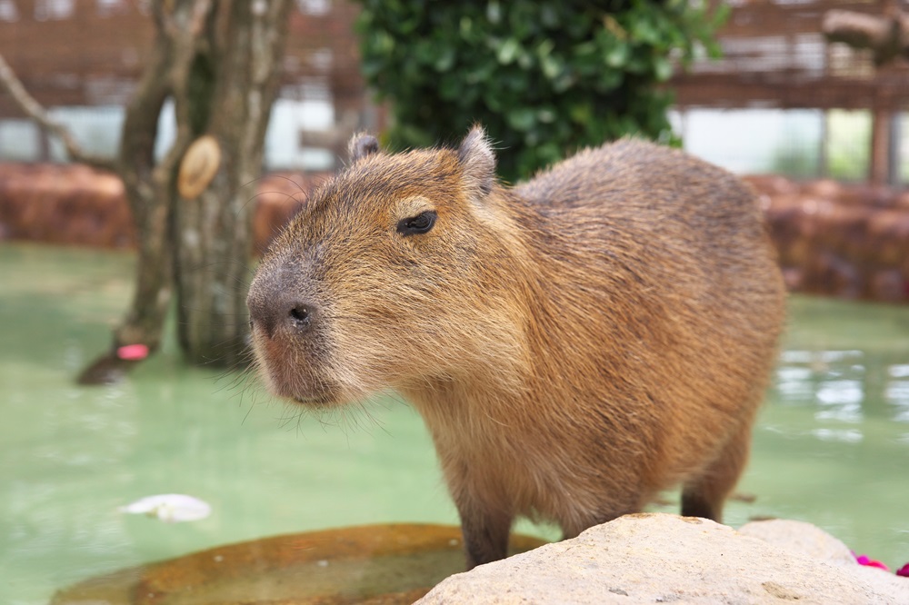 雨の日だってはしゃぎたい!梅雨シーズンでも夫婦&家族で遊べるスポット特集のアイキャッチ